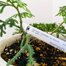 Załaduj obraz do przeglądarki galerii, Hiba Wood Perfumy w olejku