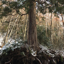 Załaduj obraz do przeglądarki galerii, Olejek eteryczny z drewna Hiba