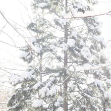 Załaduj obraz do przeglądarki galerii, Aromatyczne wiórki z drewna Hiba